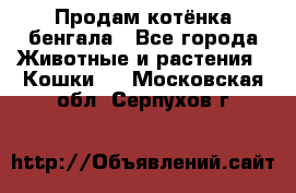 Продам котёнка бенгала - Все города Животные и растения » Кошки   . Московская обл.,Серпухов г.